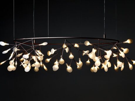 Heracleum Small Big O