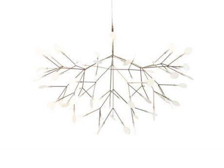 Heracleum