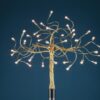 Albero Della Luce
