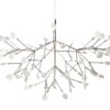 Heracleum Ii