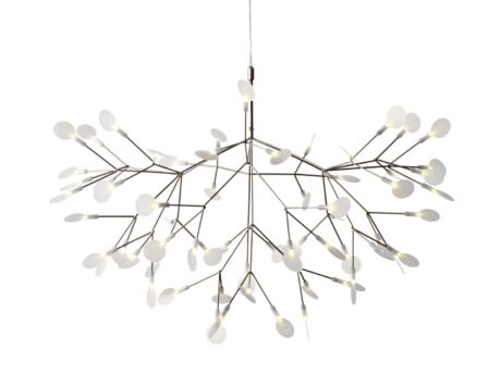 Heracleum Ii