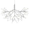 Heracleum