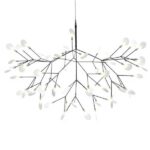 Heracleum