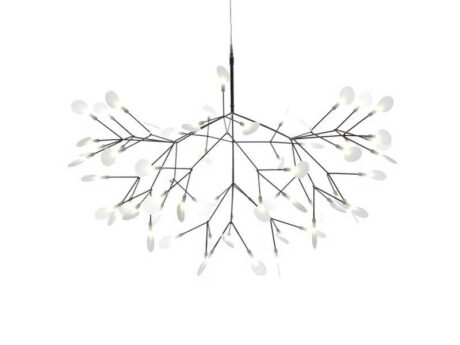 Heracleum