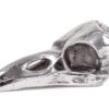 Bird Skull