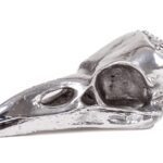 Bird Skull