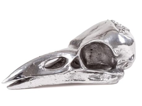 Bird Skull