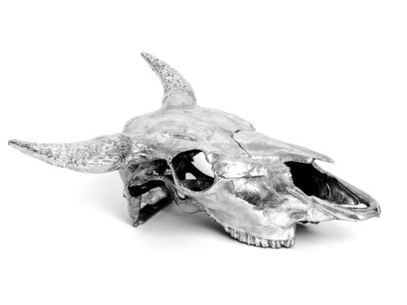 Bison Skull