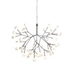Heracleum Ii Small