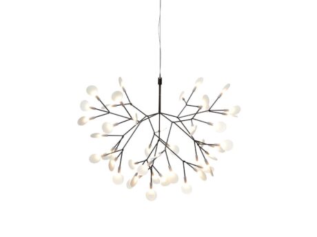 Heracleum Ii Small