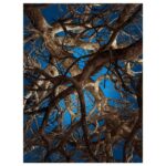 Liquid Maple
