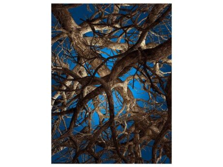 Liquid Maple