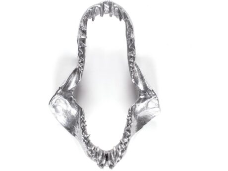 Shark Jaw