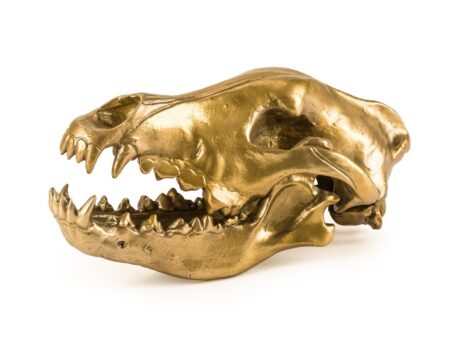 Wolf Skull