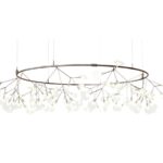 Heracleum Small Big O
