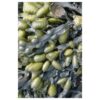 Seaweed