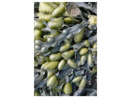 Seaweed