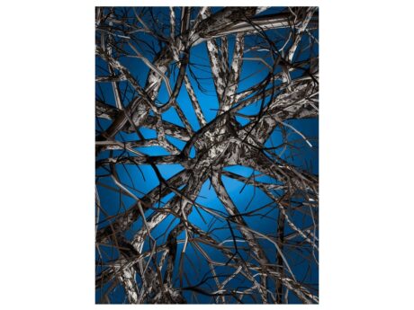 Liquid Birch