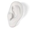 Ear