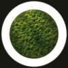 Luce Verde Anello