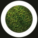 Luce Verde Anello